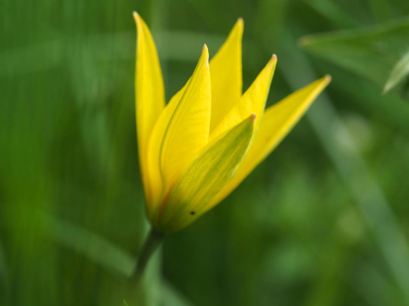 Tulip, Wild flower
